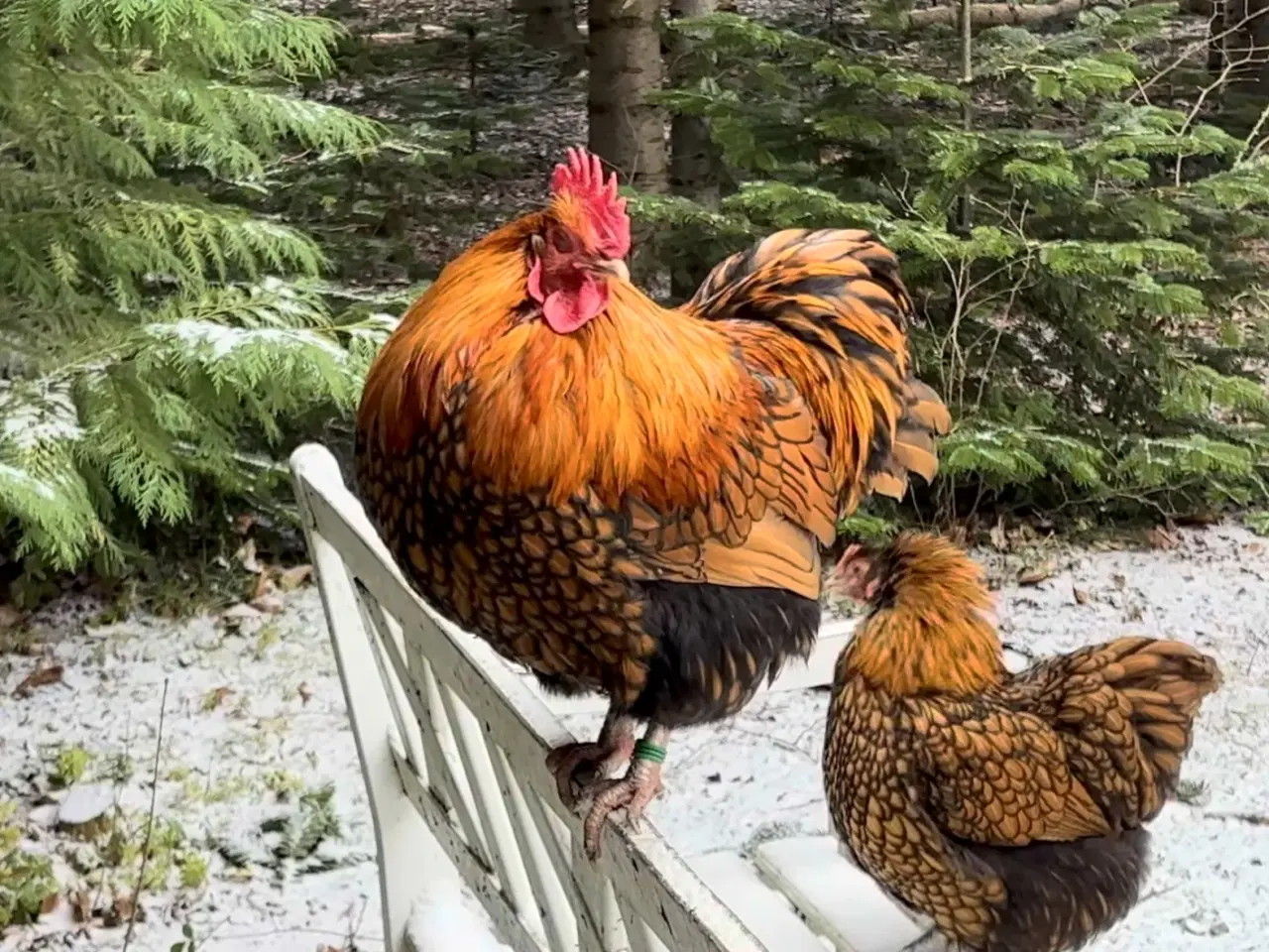 Billede 1 - Gratis hane - dværg orpington 