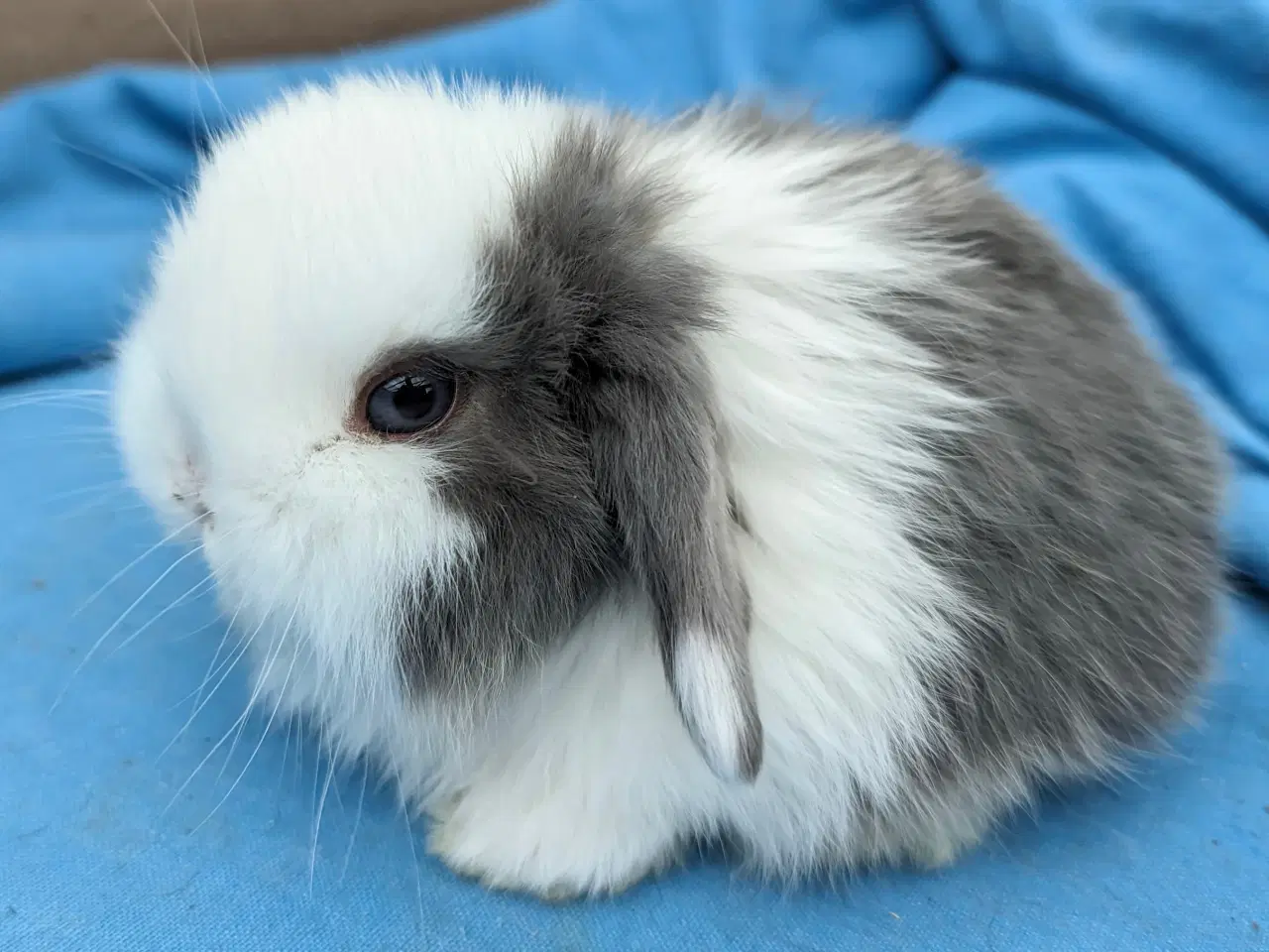 Billede 1 - Minilop kaninunge sælges
