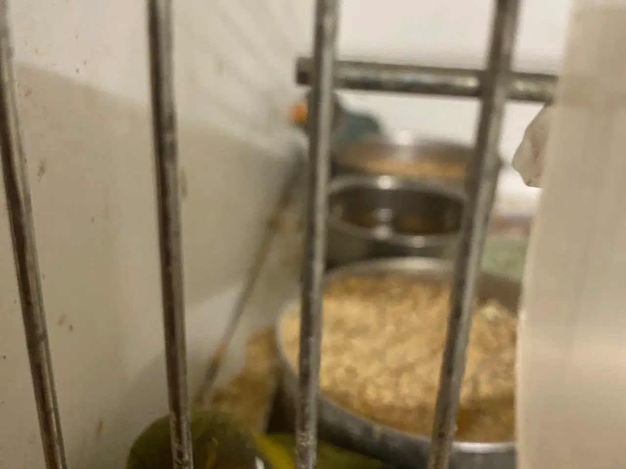 Billede 7 - Fugle Dværgpapegøje