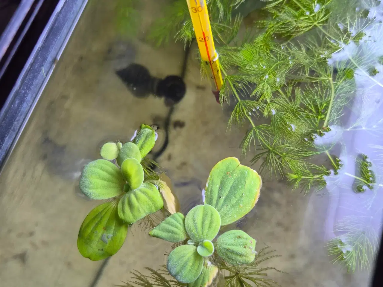 Billede 2 - Akvariefisk