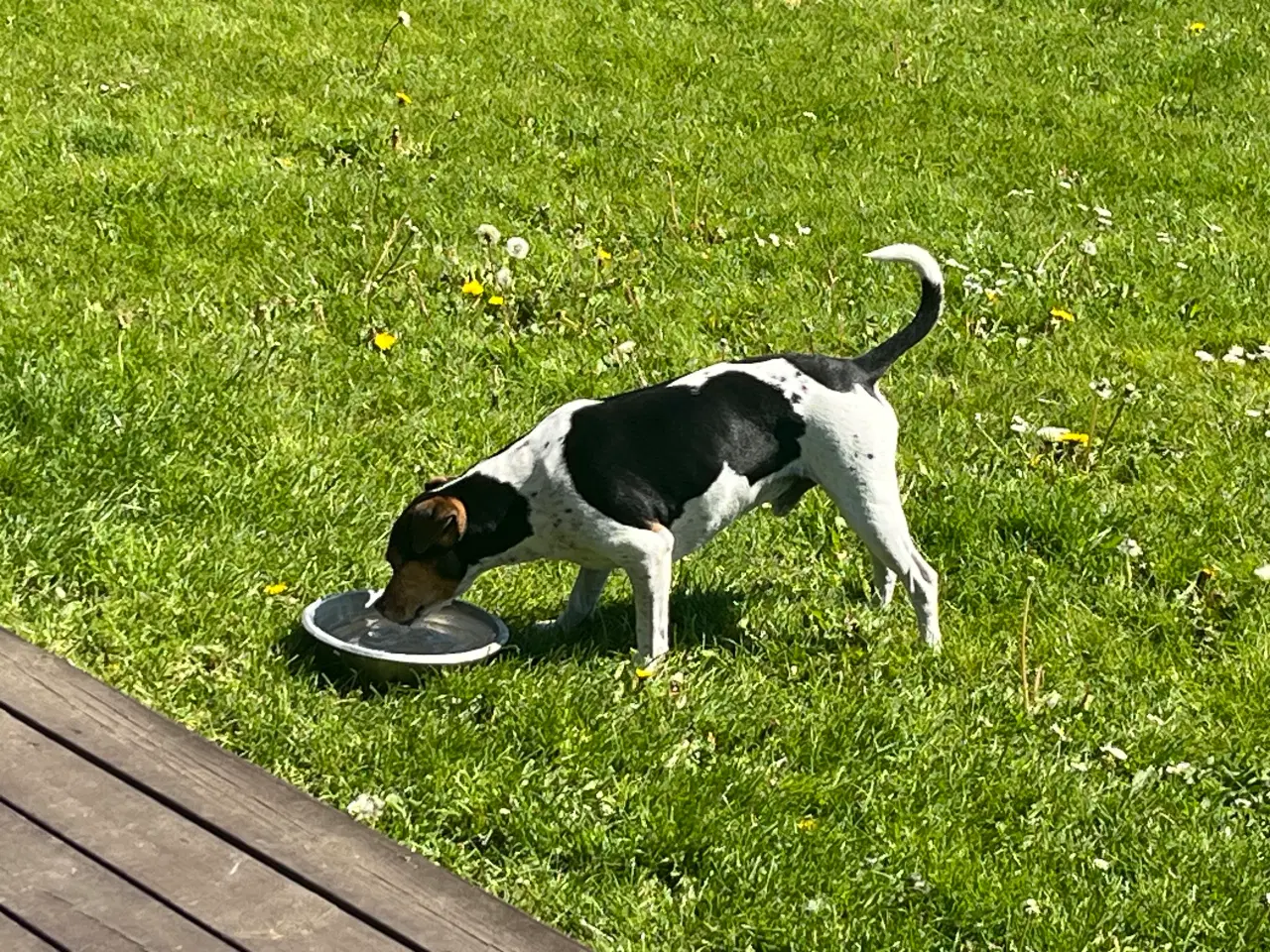 Billede 7 - Dansk-Svensk Gårdhund - hvalpe sælges 