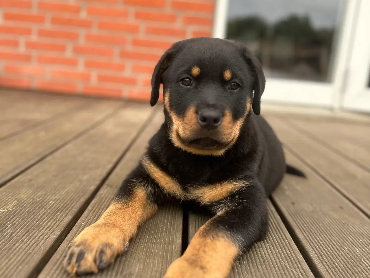 Billede 3 - DKK Rottweiler hvalp Han 