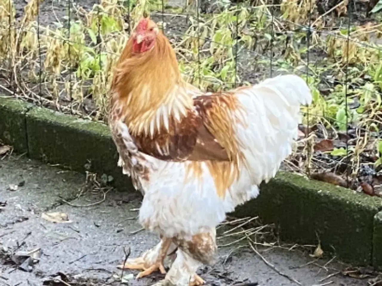 Billede 1 - Brahma hane