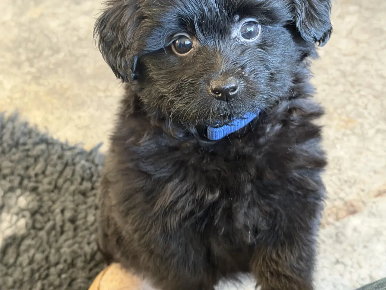 Billede 6 - 🐾 Skønne Pomapoo hvalpe søger deres forever homes