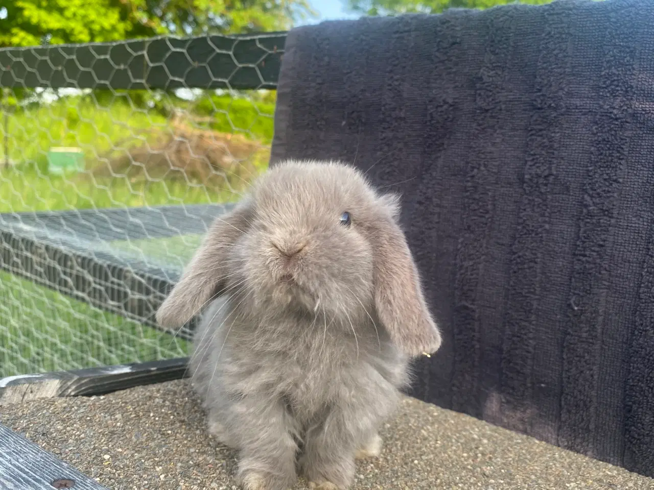 Billede 1 - Mini lop, kaninunge, pige 