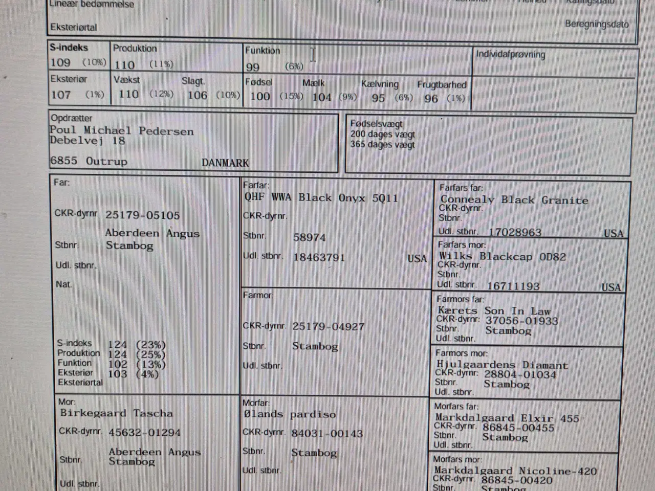Billede 4 - Angus, ko med voksen kalv