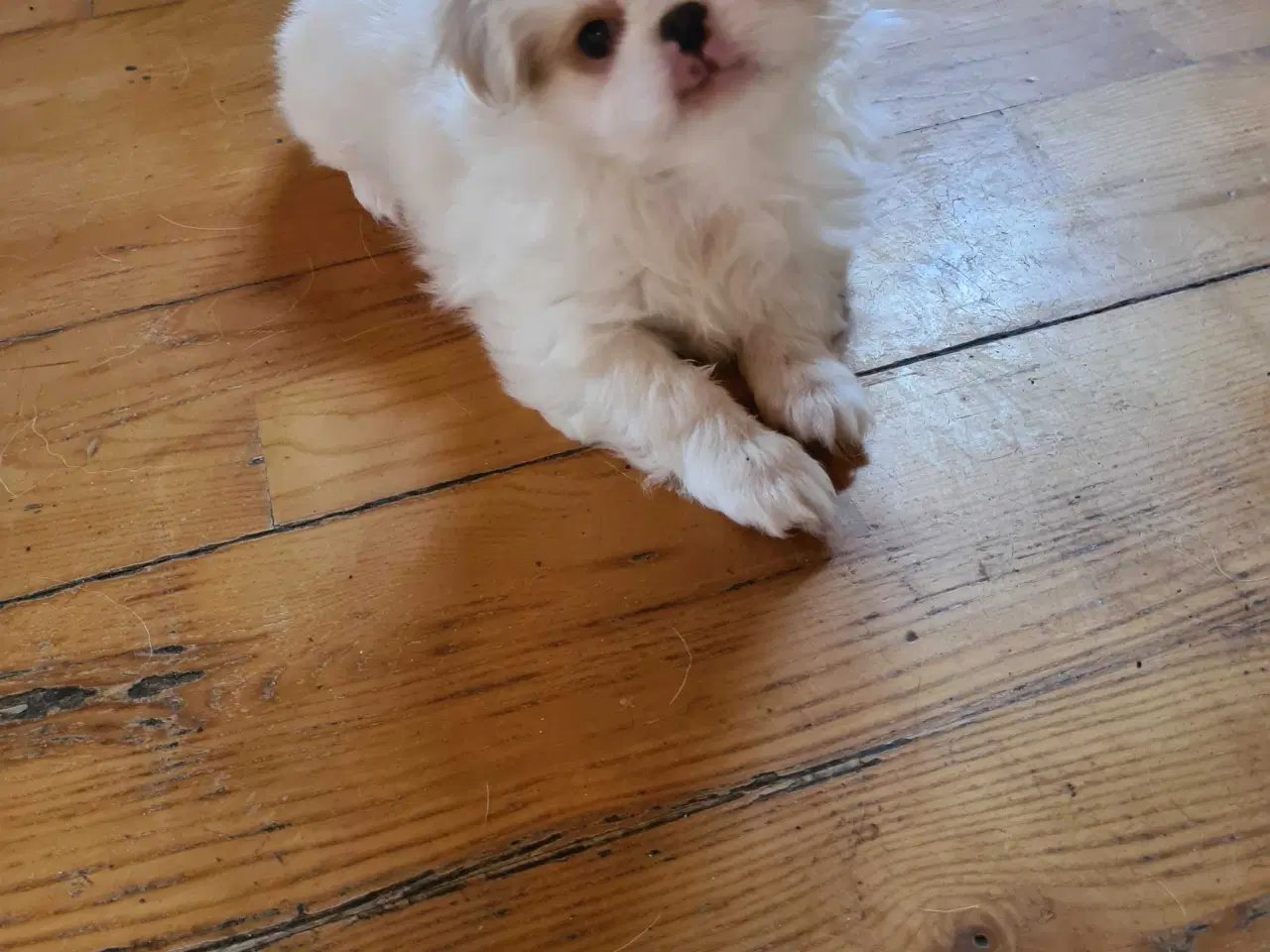 Billede 1 - Japanese chin 