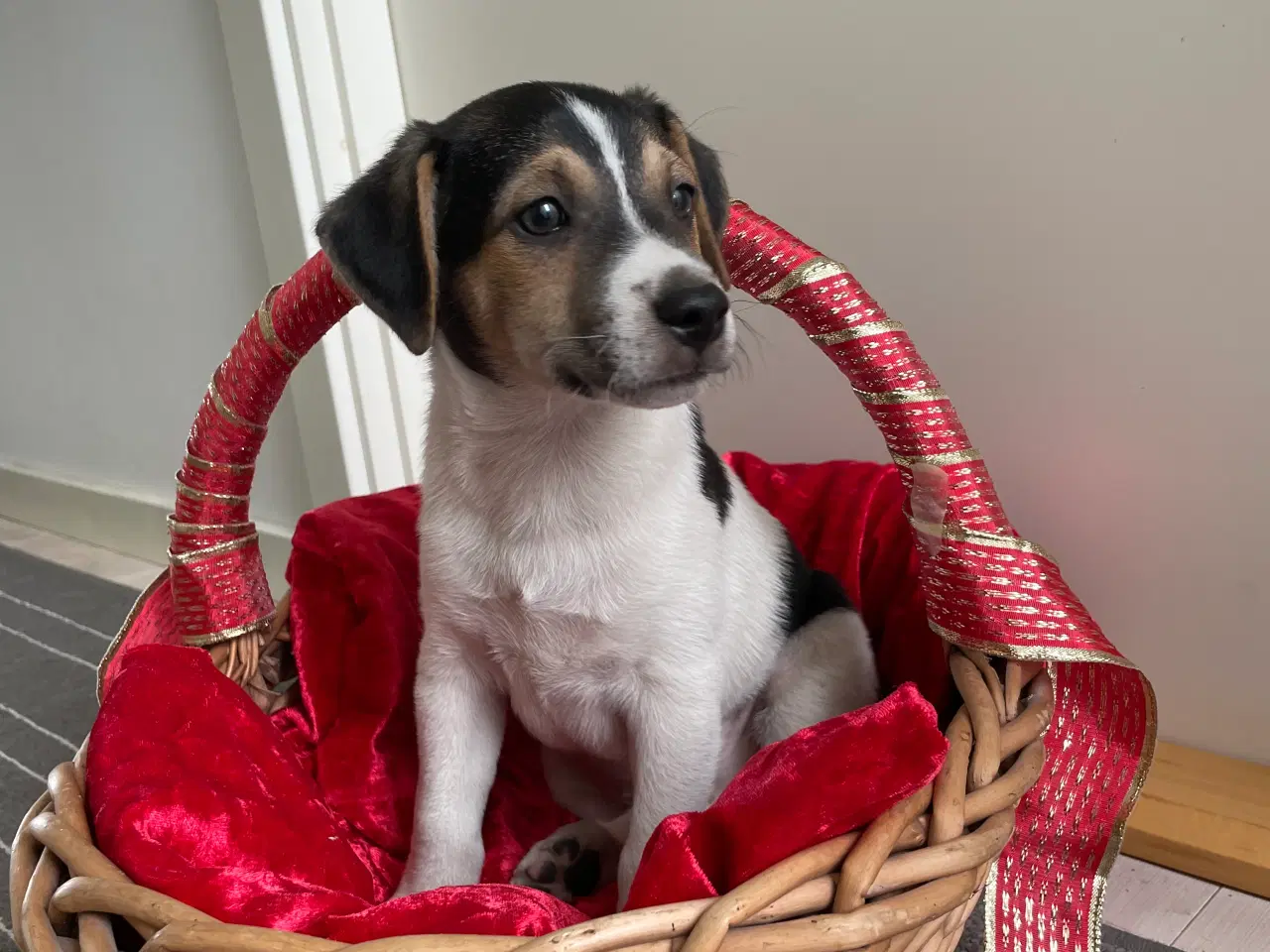 Billede 2 - Dansk svensk Gårdhunde hvalpe