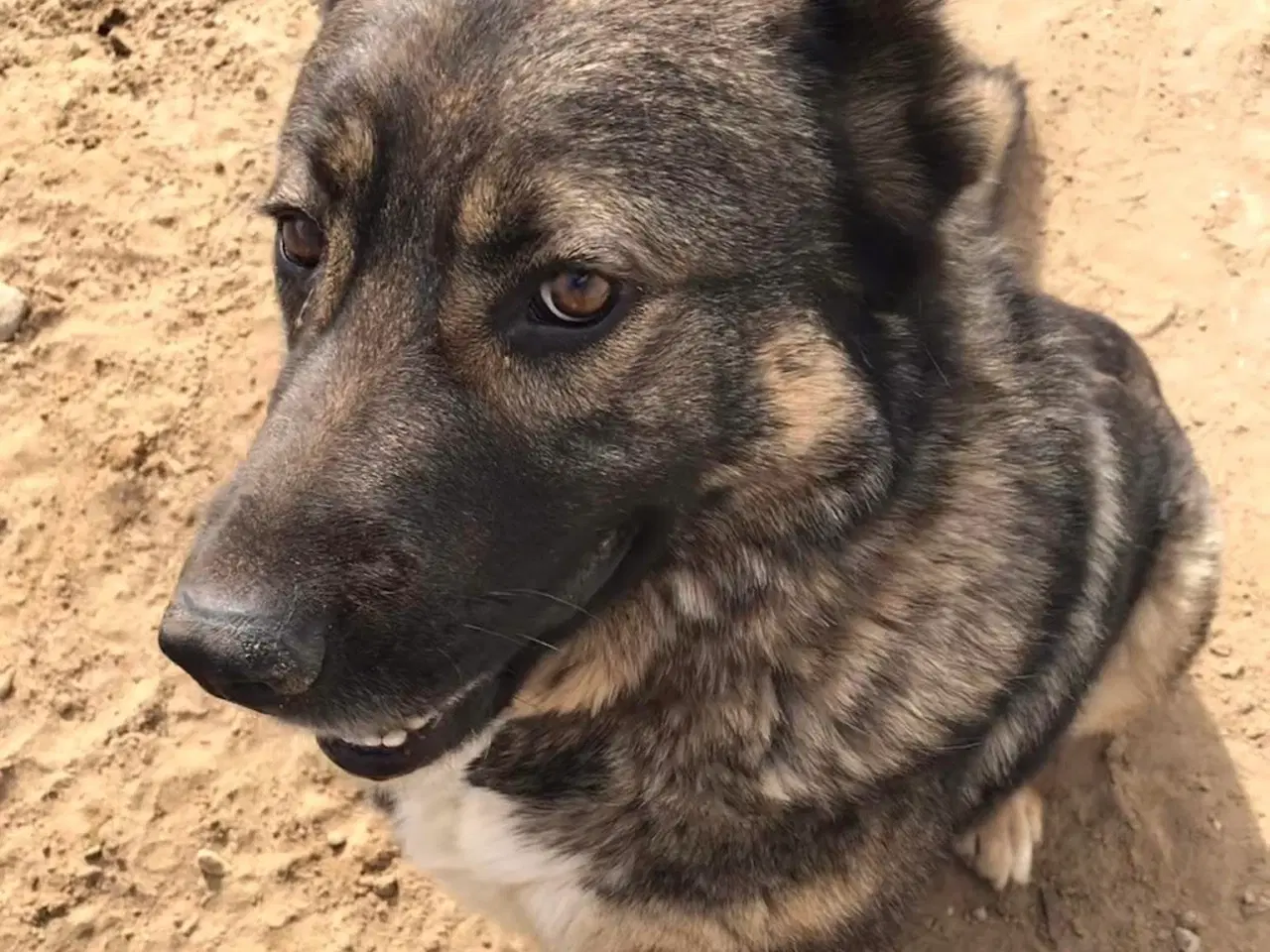 Billede 17 - Skøn bamse søger familie! 🤎