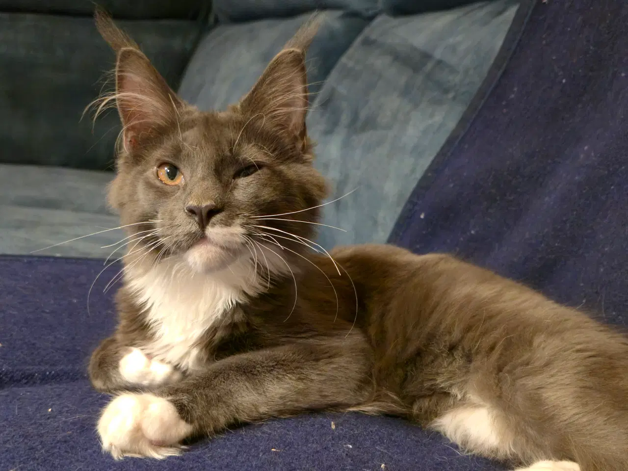 Billede 2 - Fræk og kælen dreng