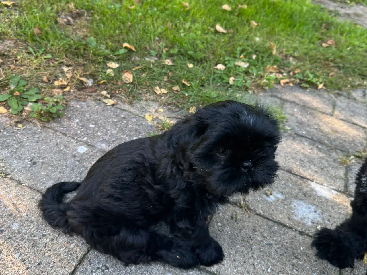 Billede 9 - Shih Tzu hvalp - Alfred 
