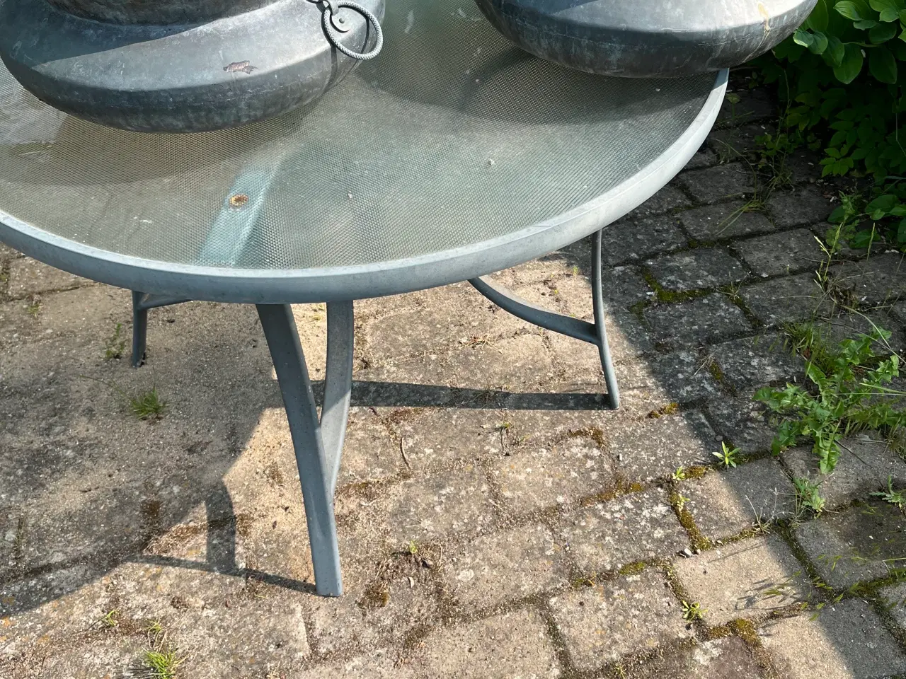 Billede 5 - Plante,kummer