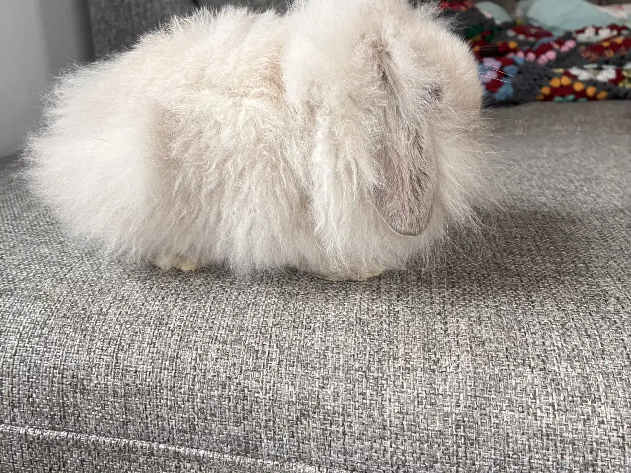 Billede 3 - Minilop. Mini lop. Lionlop