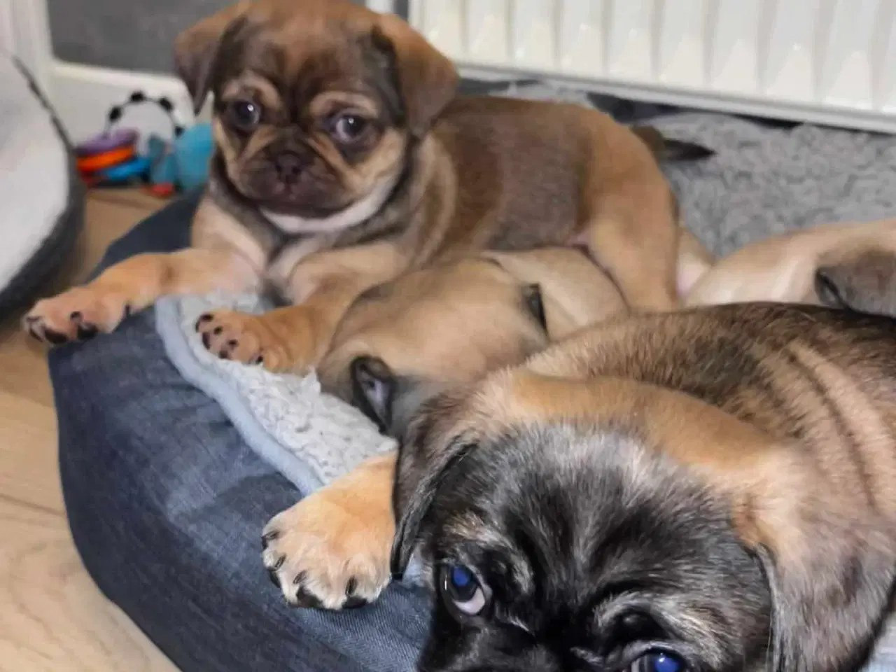 Billede 8 - Sødeste blandingshvalpe Mops/pekingeser/chihuahua 