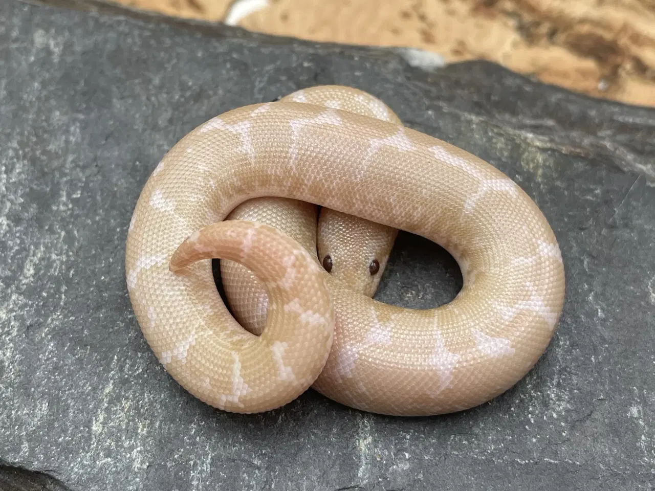 Billede 3 - Sand’boaer