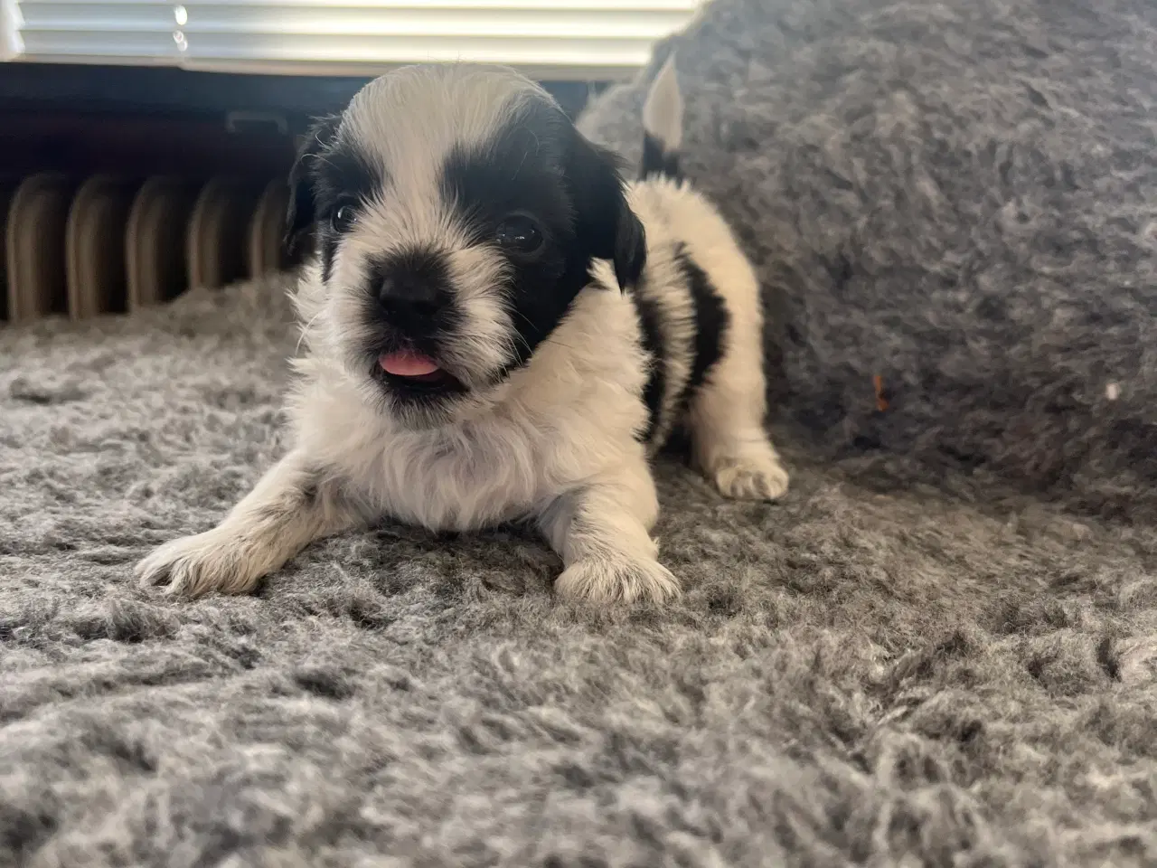 Billede 1 - Boomer hvalpe 🥰