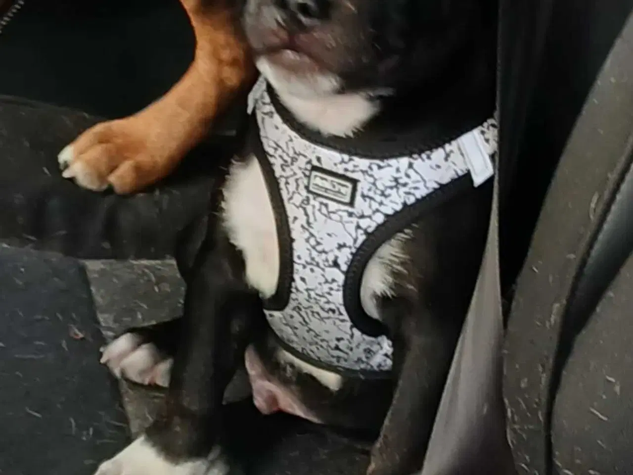 Billede 3 - Staffordshire bull terrier hvalp han 