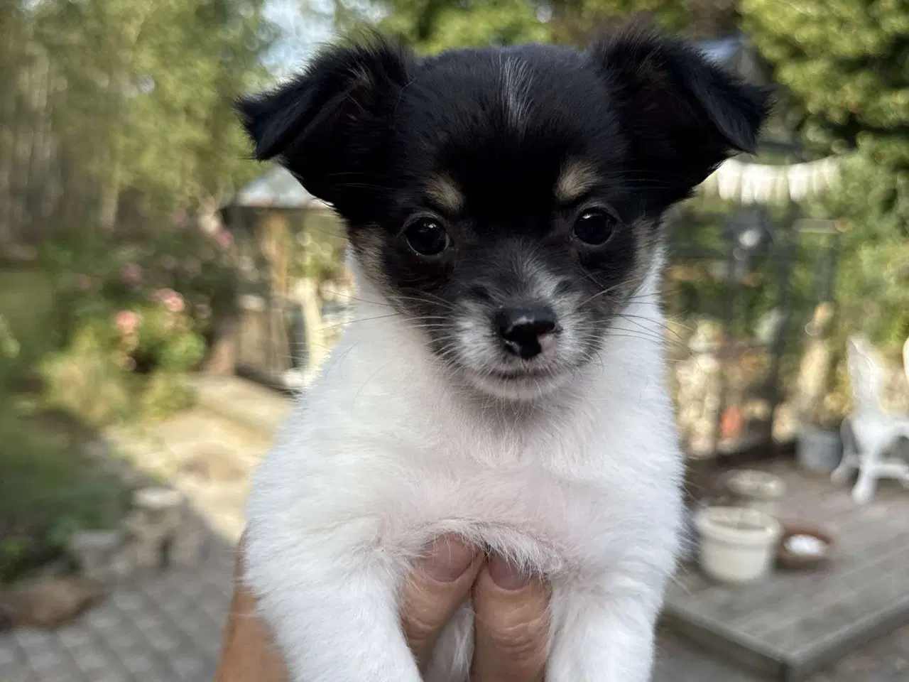 Billede 4 - Chihuahua hvalpe 