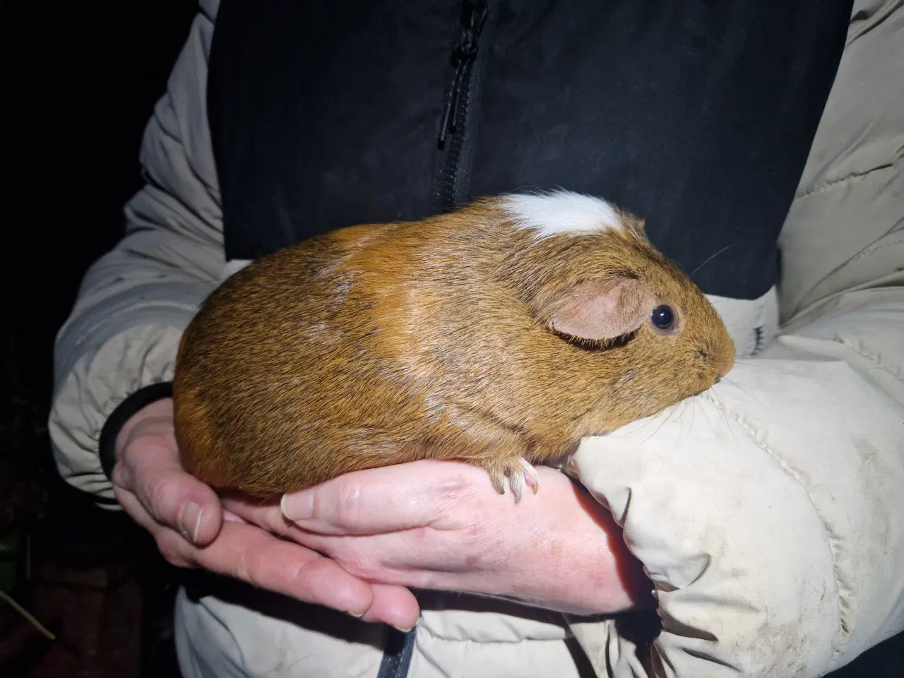 Billede 2 - 2 hun unger, glathårede 