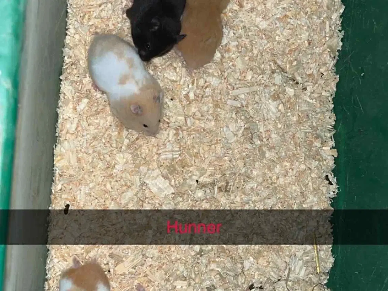 Billede 2 - Guldhamster 