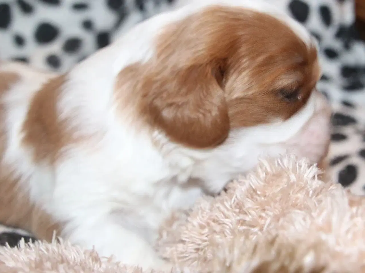 Billede 10 - Lækre cavalier drengebørn med stamtavle.