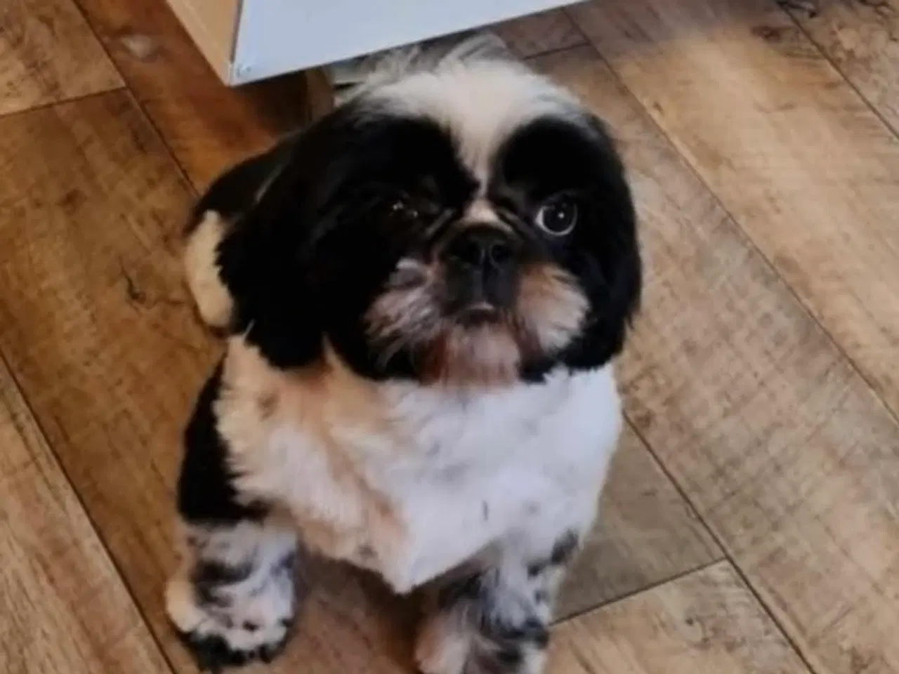 Billede 5 - Skøn Shih tzu han sælges