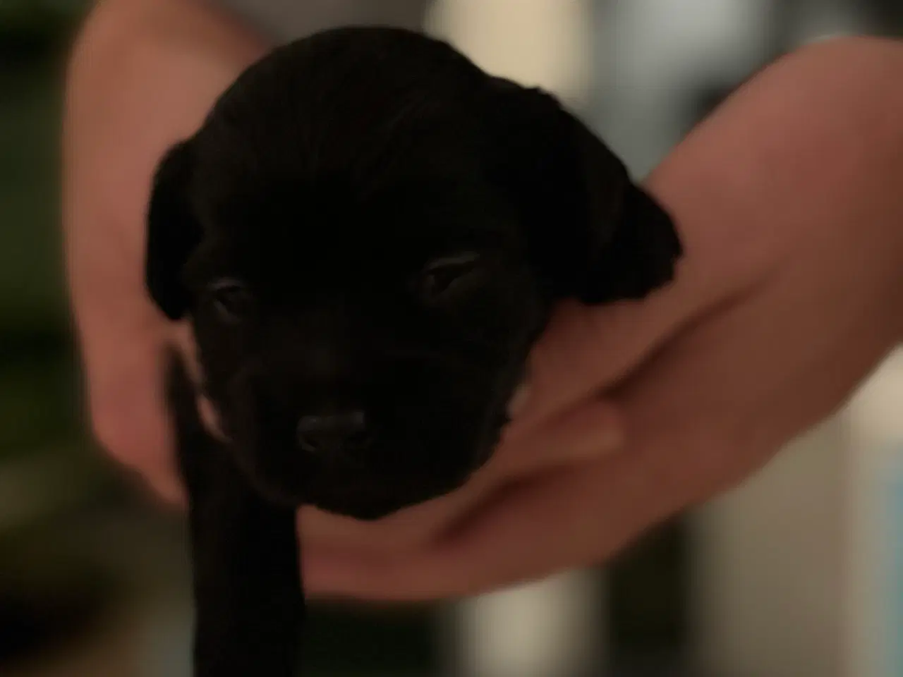 Billede 16 - Shihpoo hvalpe