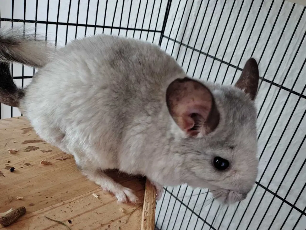 Billede 5 - 4 hunner 1 han (Chinchilla Familie)🐿️