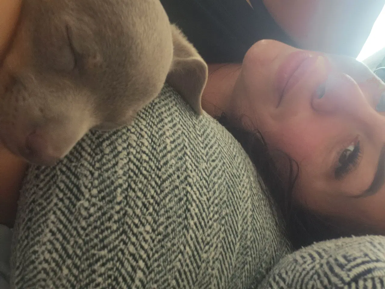 Billede 16 - Chiweenie hvalpe til salg – Chihuahua x gravehound