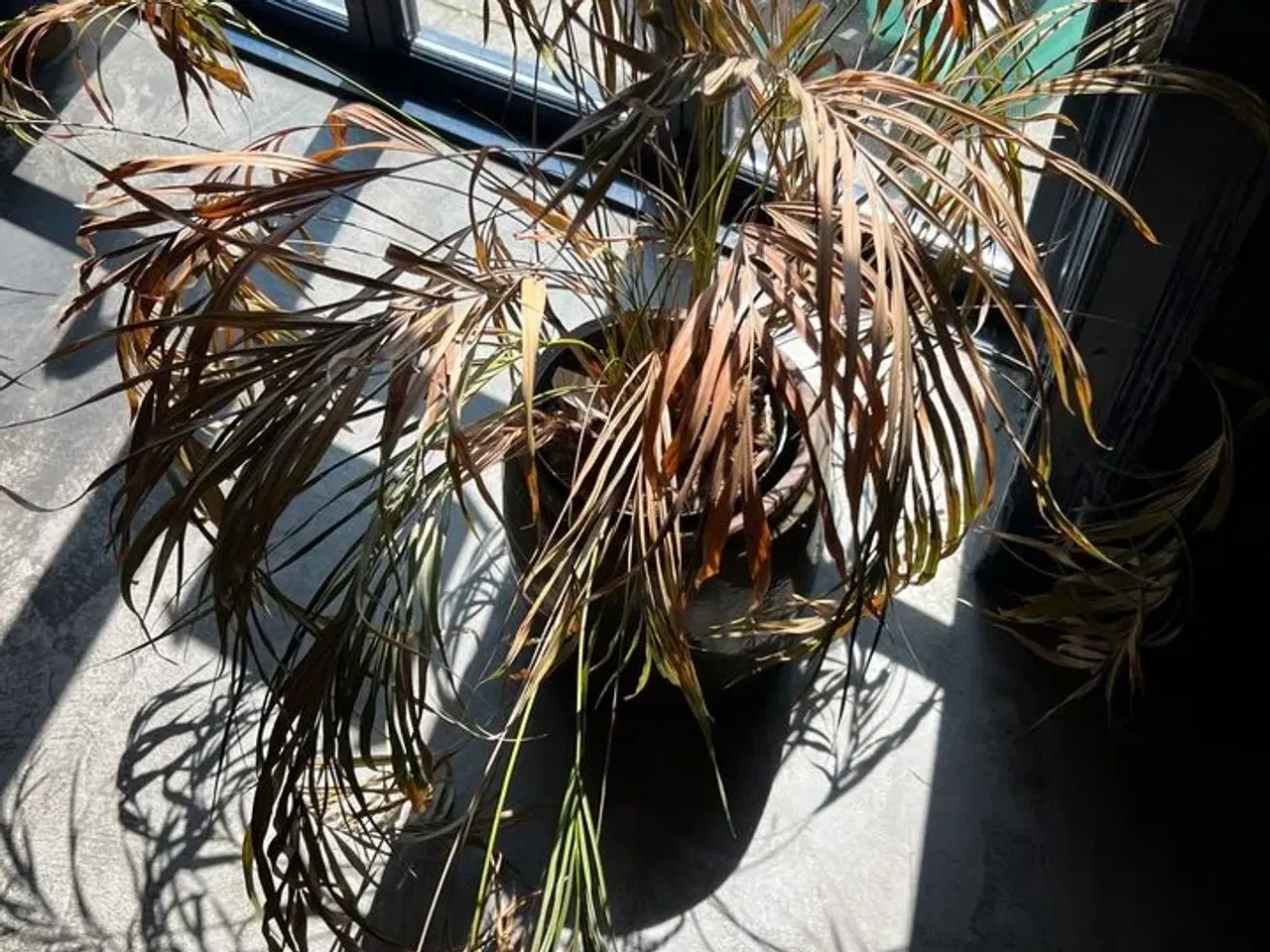 Billede 2 - Forskellige planter i krukker
