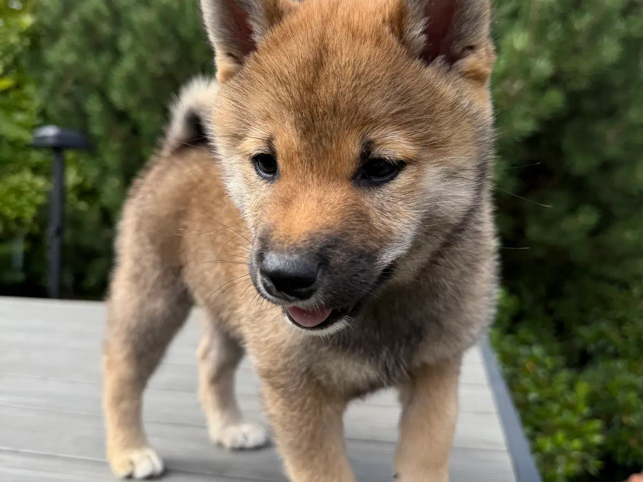 Billede 4 - Shiba inu hvalpe