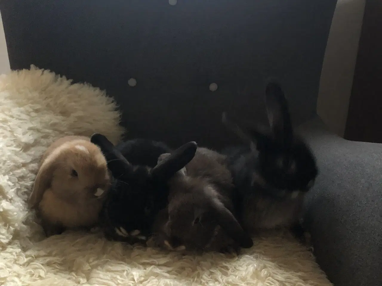 Billede 3 - Dværgvædder kaninunger 8 uger