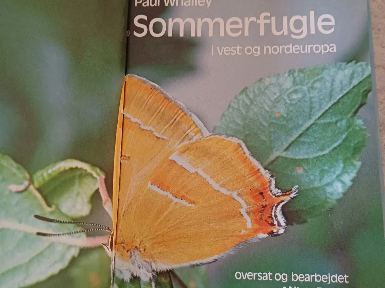 Billede 2 - Sommerfugle i Vest og Nordeuropa af Paul Whalley