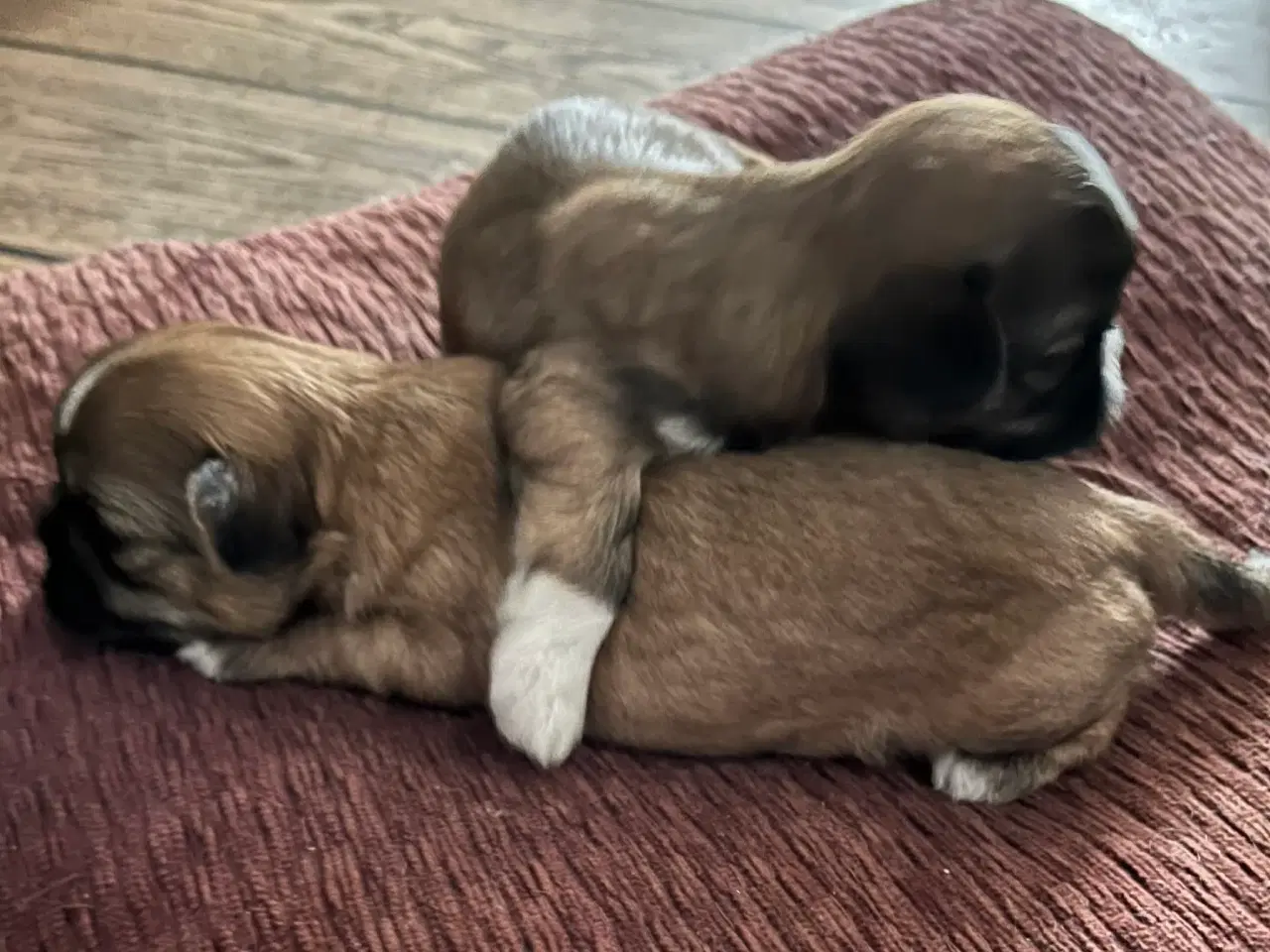 Billede 1 - Shih Tzu hvalpe 