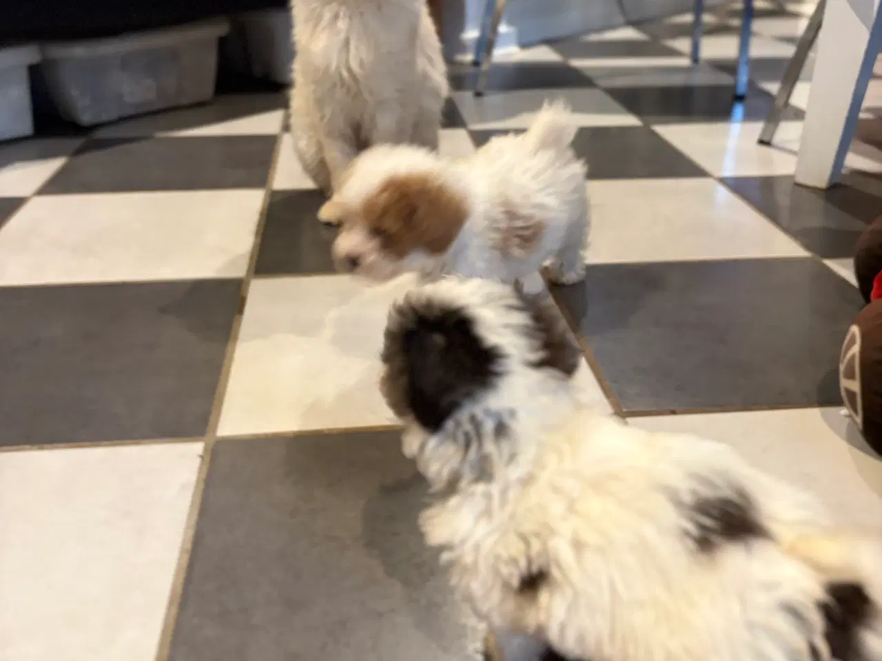Billede 15 - Bedårende allergivenlige havapoo hvalpe