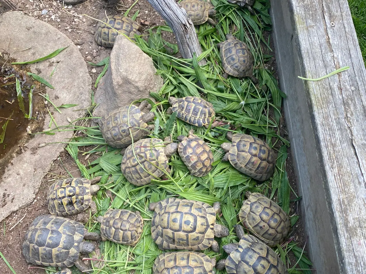 Billede 3 - Landskildpadde søger hjem