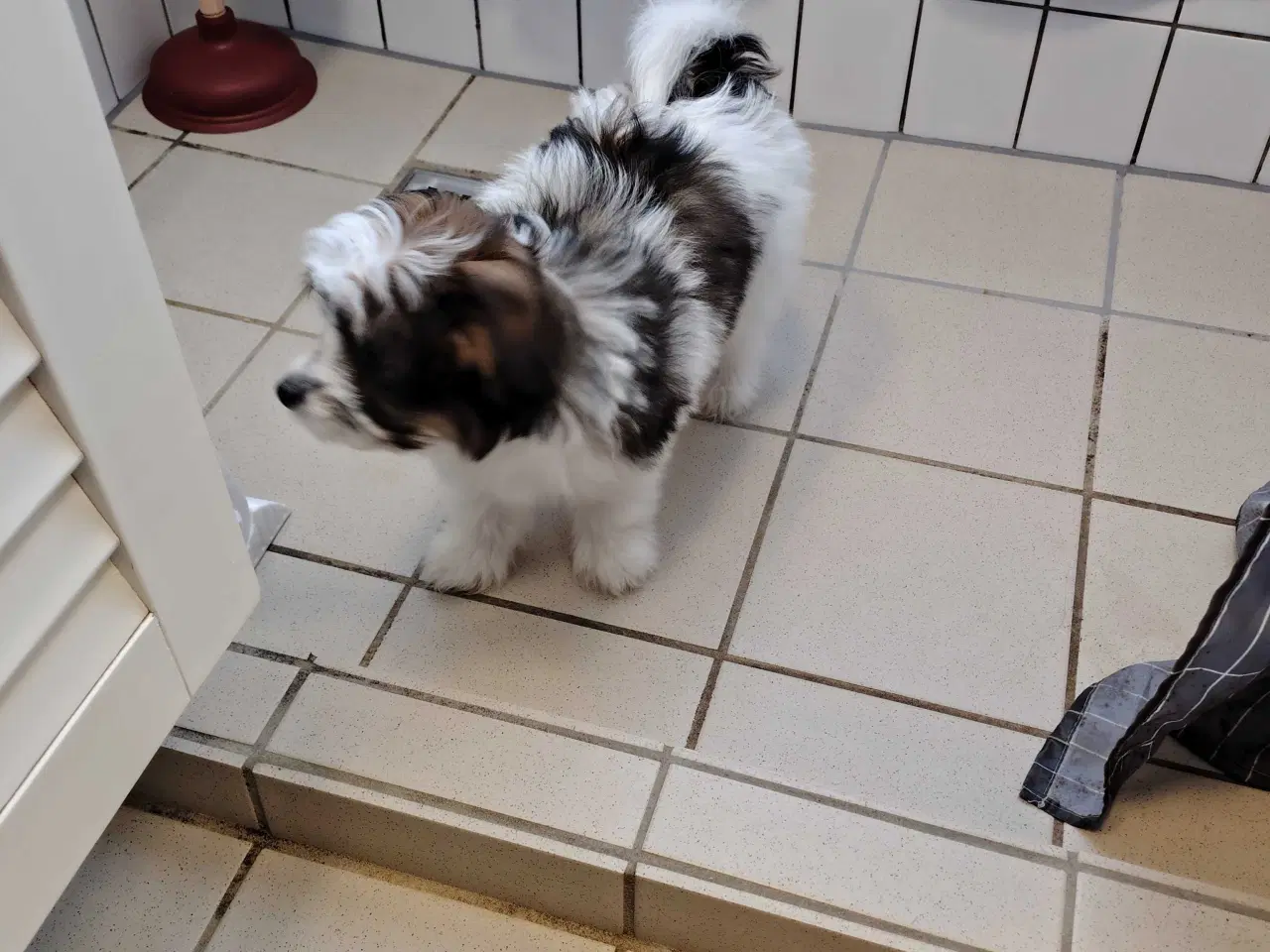 Billede 2 - Papillon 