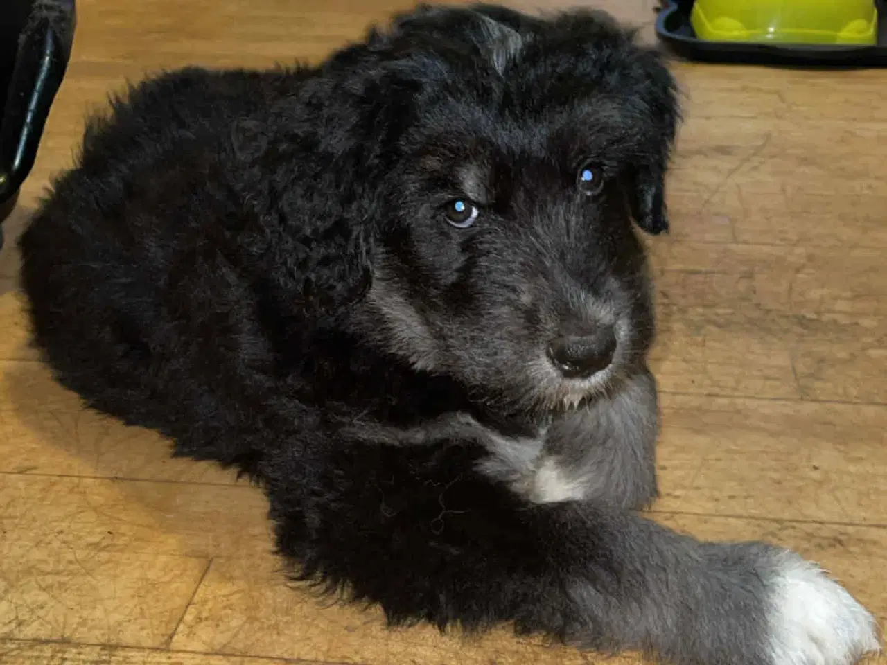 Billede 15 - Golden Doodle & Alaskan Malamute Hvalpe