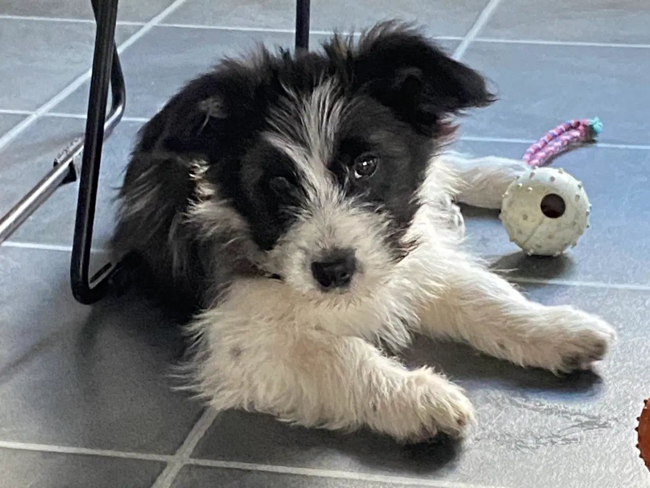 Billede 16 - Border collie / Coton de Tulear Så er vi Klar