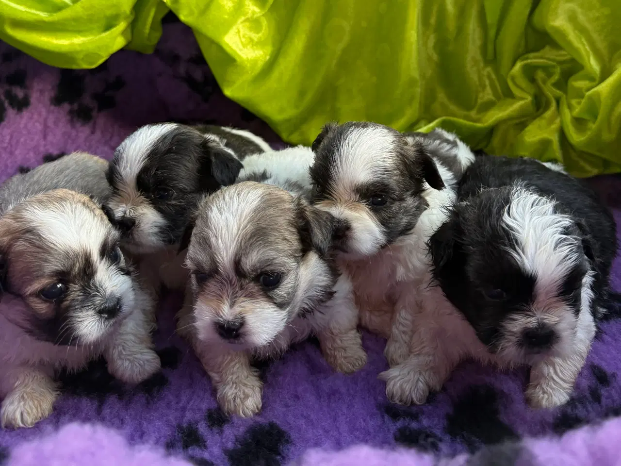 Billede 1 - Shih  tzu-mor/ Coton de Tulear-far