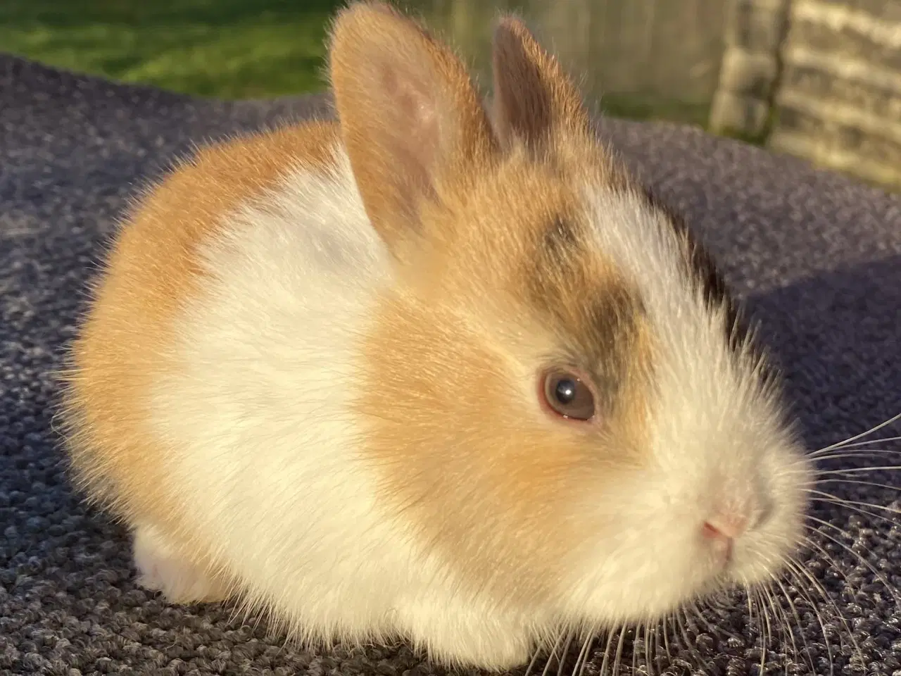 Billede 7 - HOLLÆNDER HAN JAPANER SORT/GUL