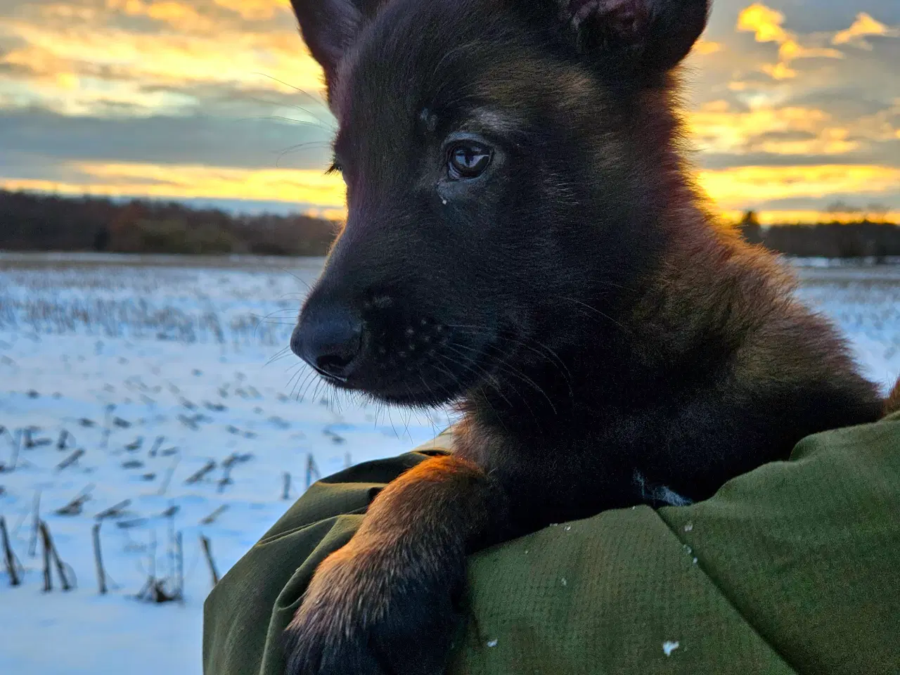 Billede 2 - Hvalpe Belgisk Malinois med stamtavle