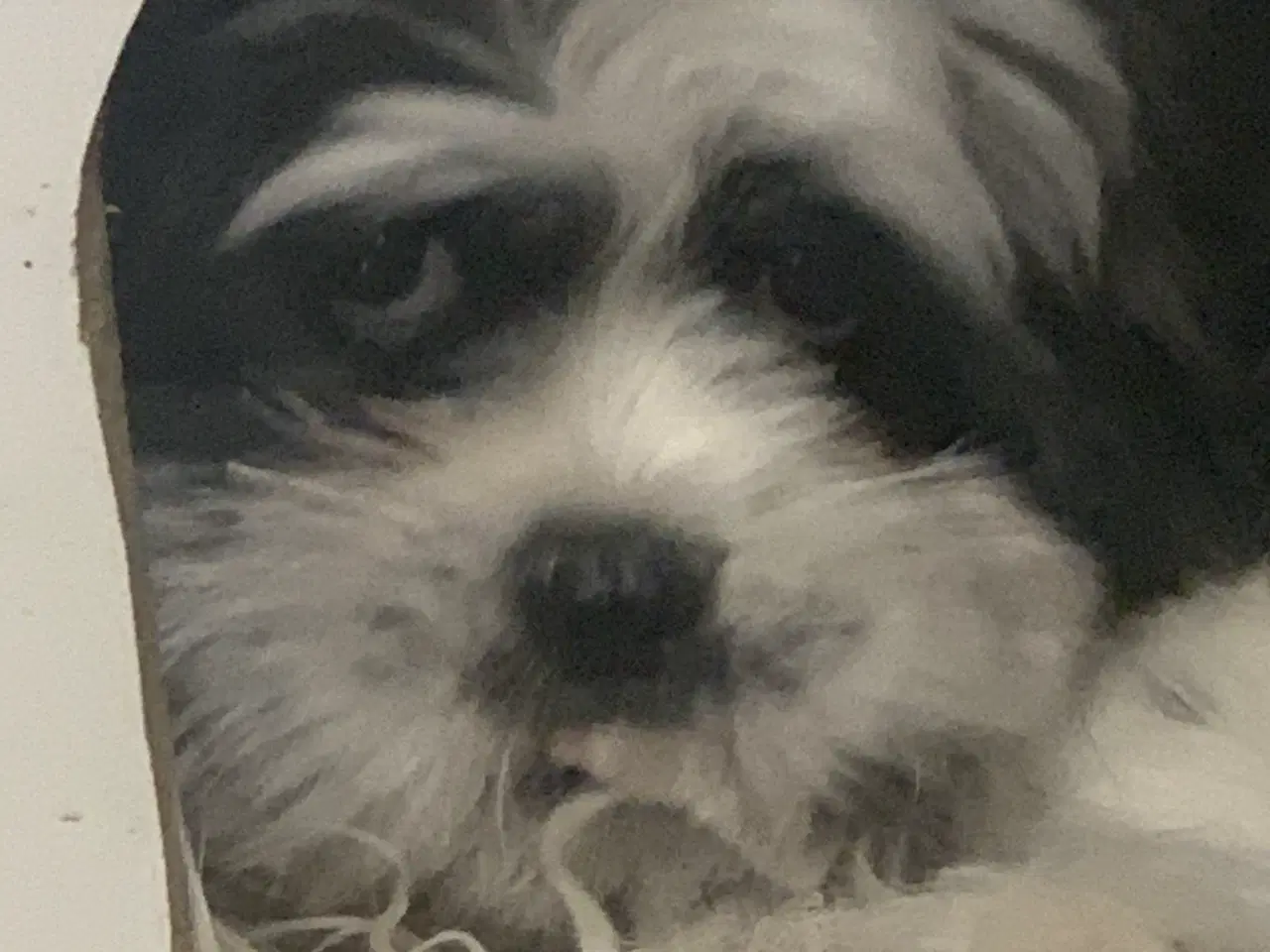 Billede 3 - Skønneste basse