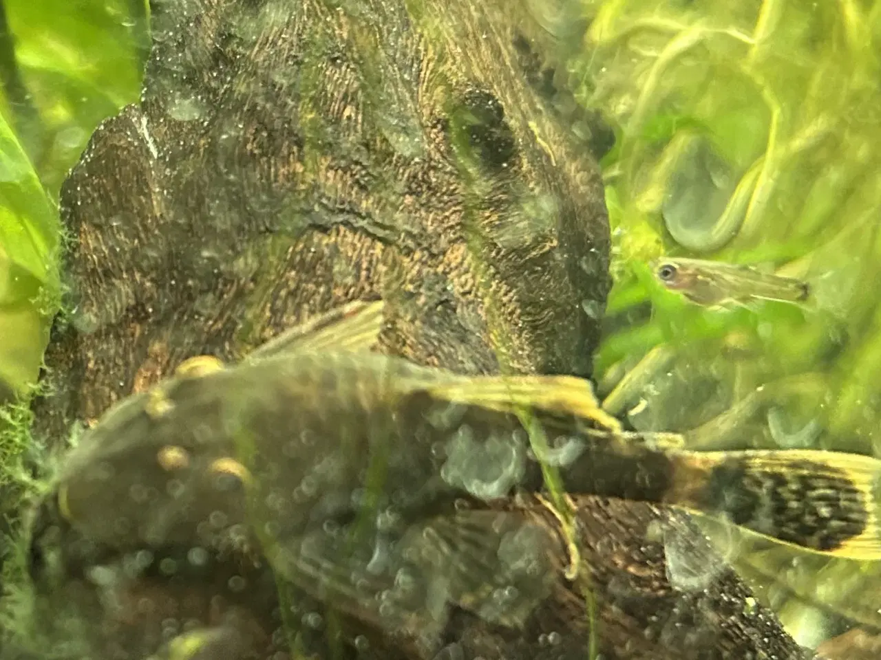 Billede 7 - 🐟 LDA16 Ancistrus maller – sunde og aktive 