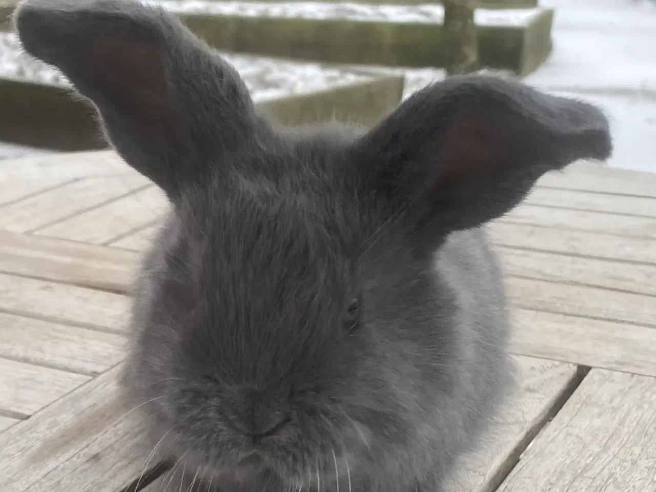 Billede 4 - FRANSK VÆDDER HAN BLÅ