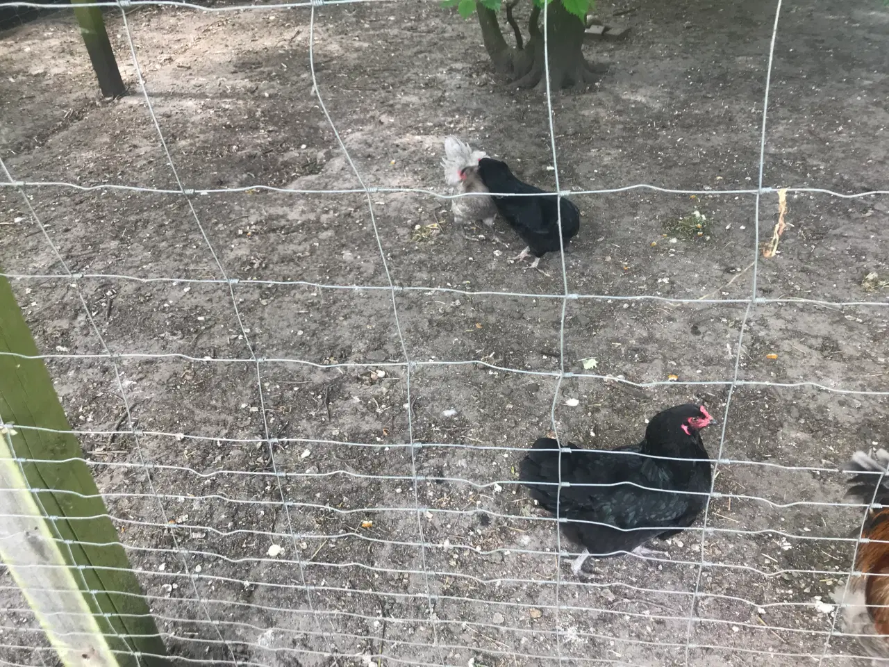 Billede 4 - Araucana 