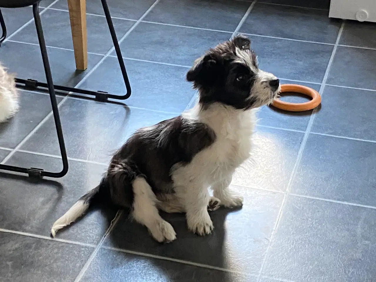Billede 9 - Border collie / Coton de Tulear Så er vi Klar
