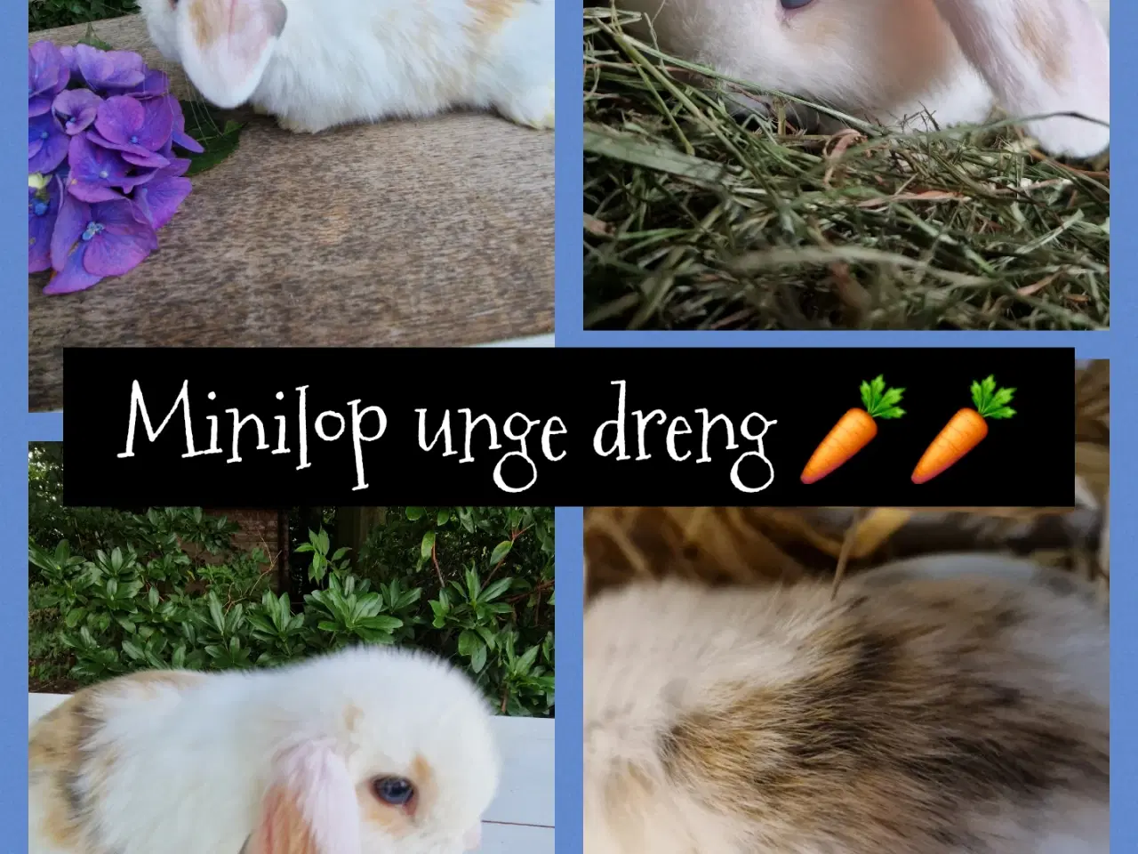 Billede 1 - Minilop unge 