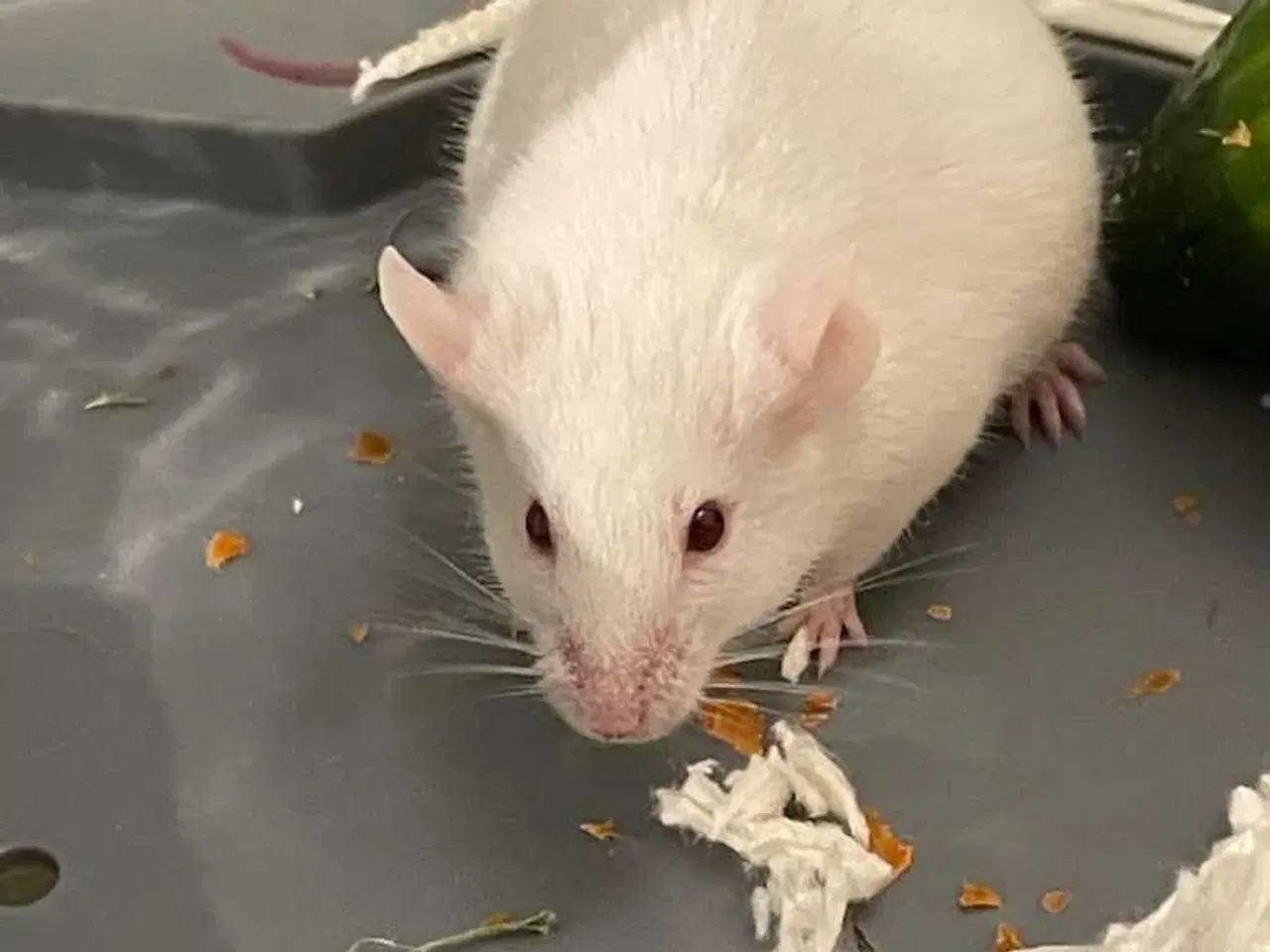 Billede 1 - GRATIS To hvide mus