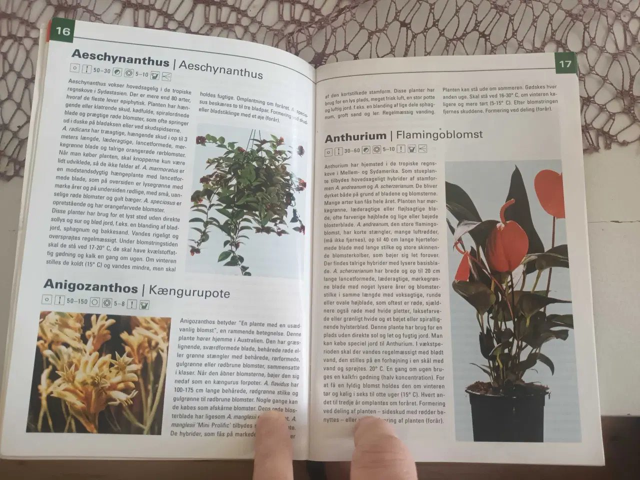 Billede 6 - Haveguiden - Den blomstrende stuehave